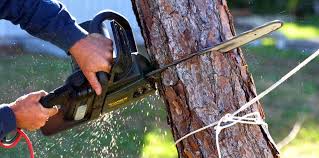 Best Tree Disease Treatment  in Broomfield, CO