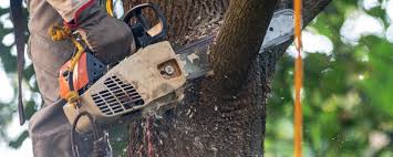 Best Tree Health Inspection  in Broomfield, CO