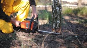 Best Tree and Shrub Care  in Broomfield, CO