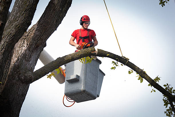 Best Stump Grinding and Removal  in Broomfield, CO