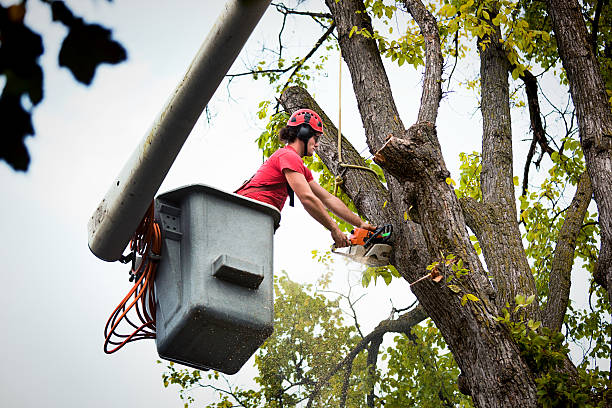 Best Palm Tree Trimming  in Broomfield, CO