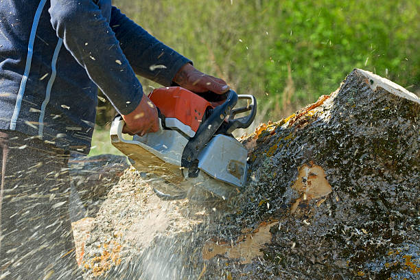 Best Utility Line Clearance  in Broomfield, CO