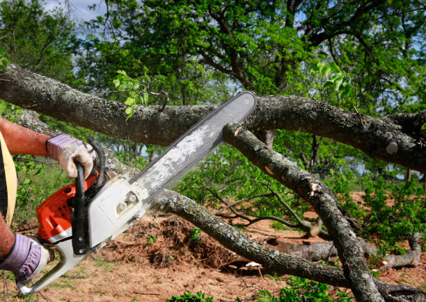 Best Tree Risk Assessment  in Broomfield, CO